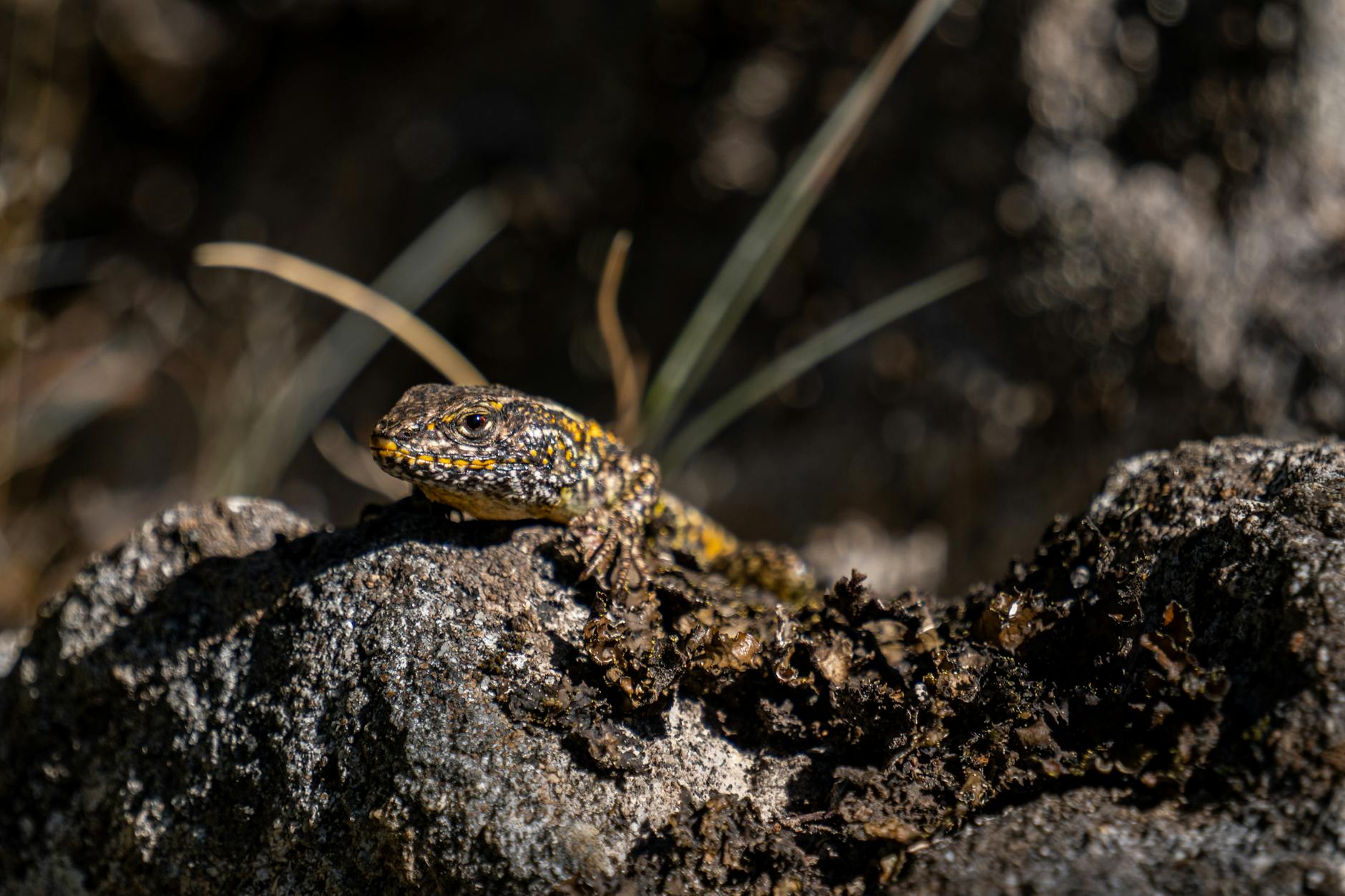 A Southern Spotted Lizard perched on a sunlit rock in El Bolsón, Argentina.