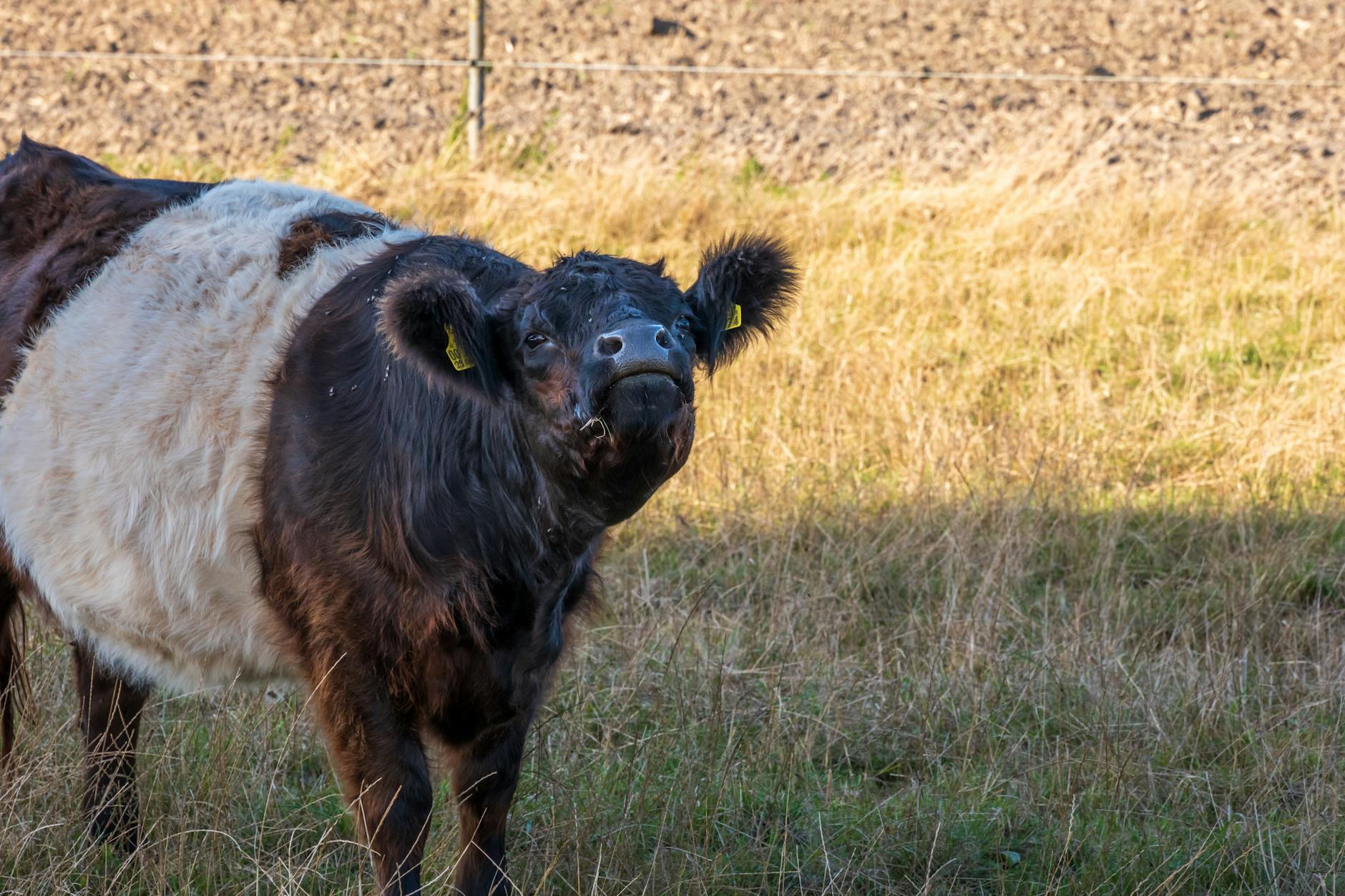 A Belted Galloway cow stands in a field, showcasing its unique black and white coat in a serene summer setting.