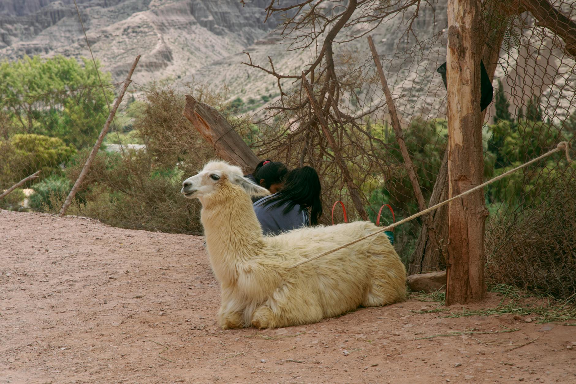 Llama resting in a rustic setting, captured in Purmamarca, Argentina. Serene and natural ambiance.