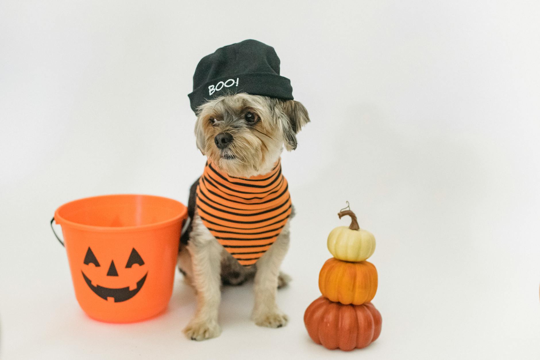 Charming Yorkshire Terrier dressed for Halloween with a hat and striped bandana next to a pumpkin bucket.