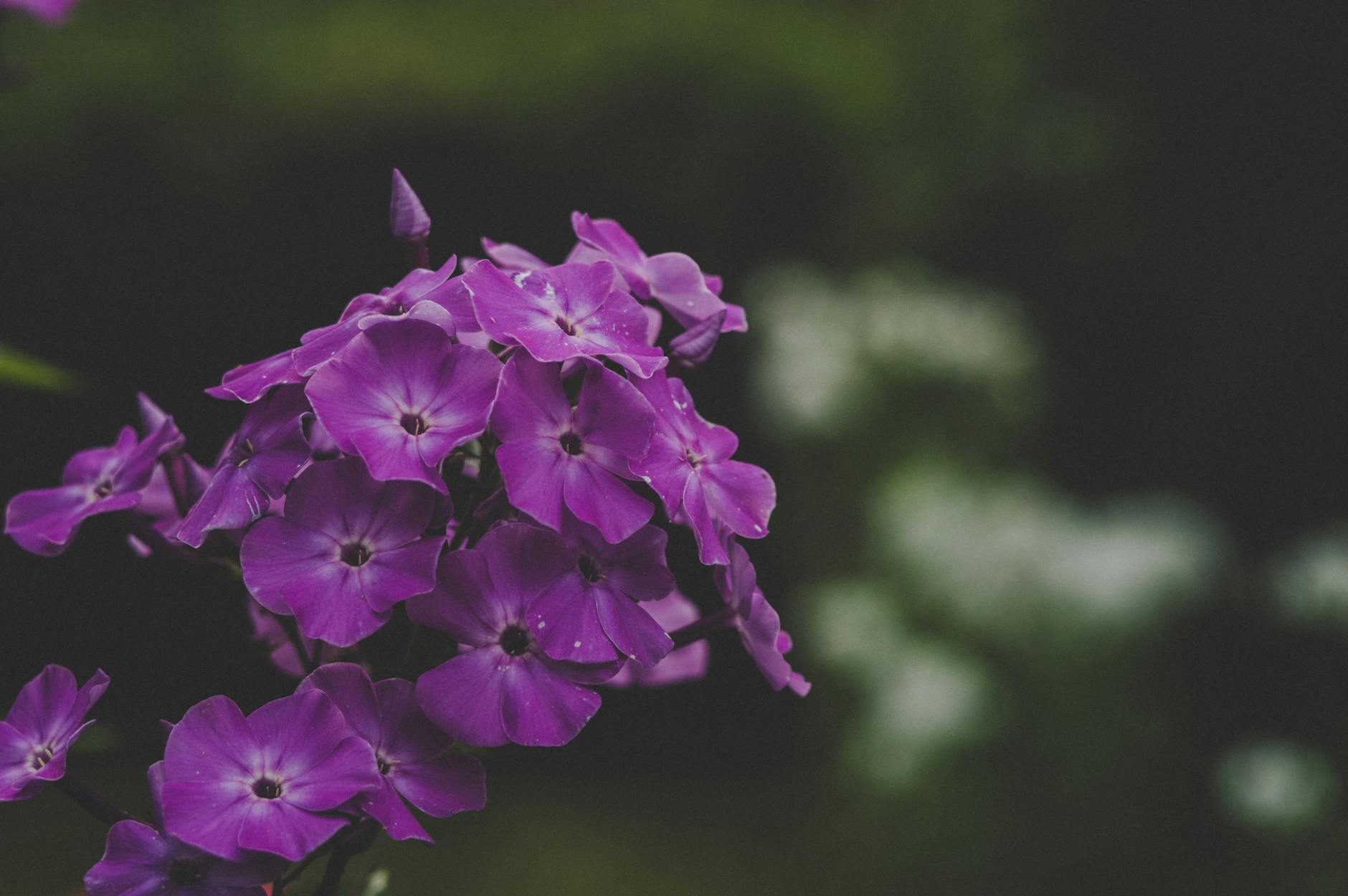Close-up of vibrant purple phlox blossoms, showcasing natural beauty and intricate floral details.