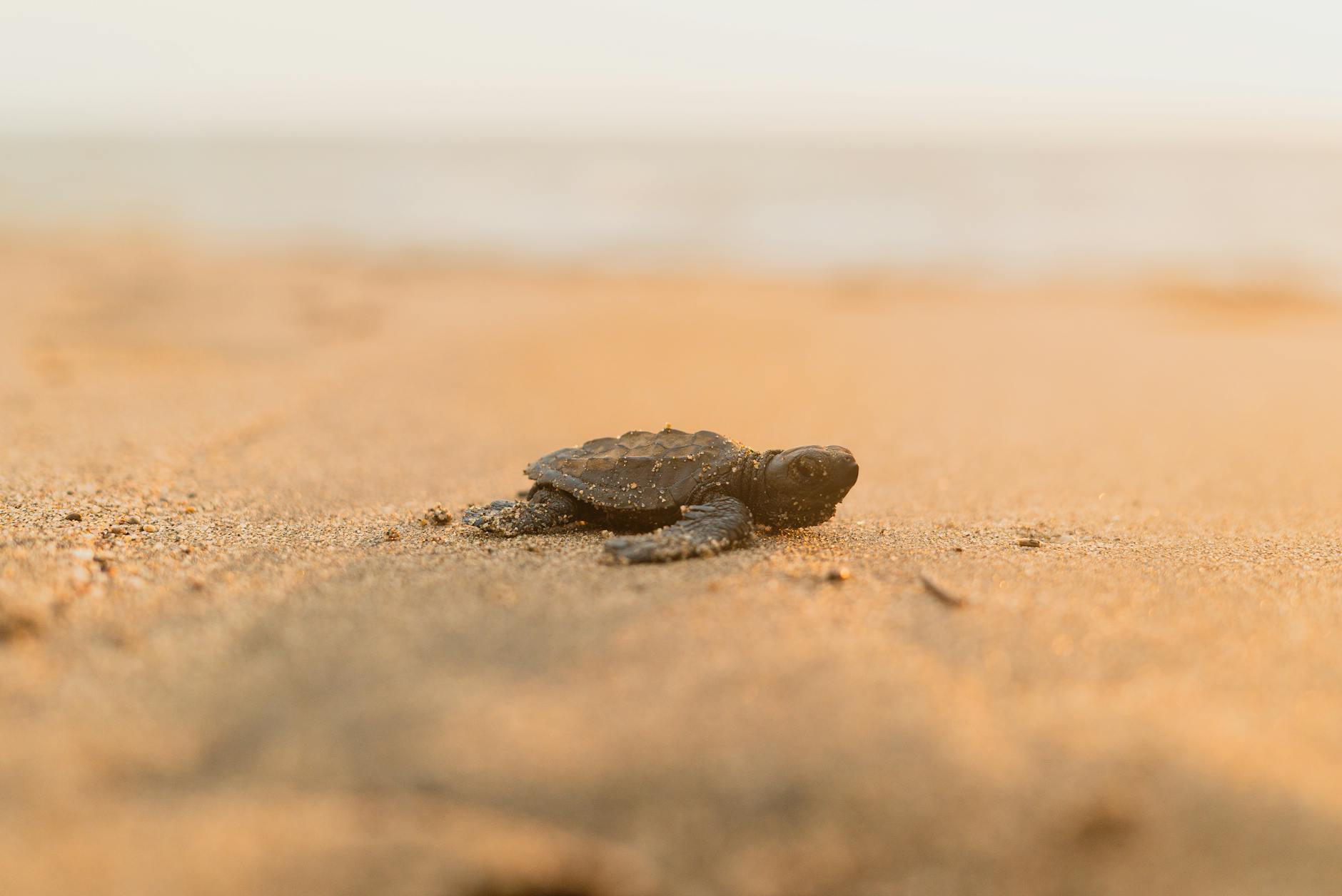A baby sea turtle crawls on the sandy beach towards the ocean under the soft morning light.