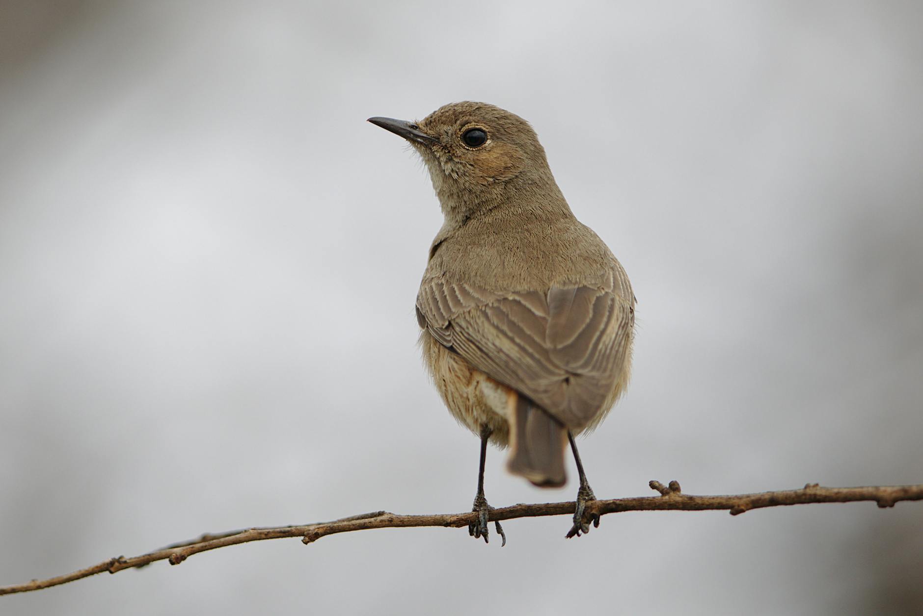 Close-up of a Familiar Chat (Cercomela familiaris) on a branch in South Africa's Pilanesberg National Park.