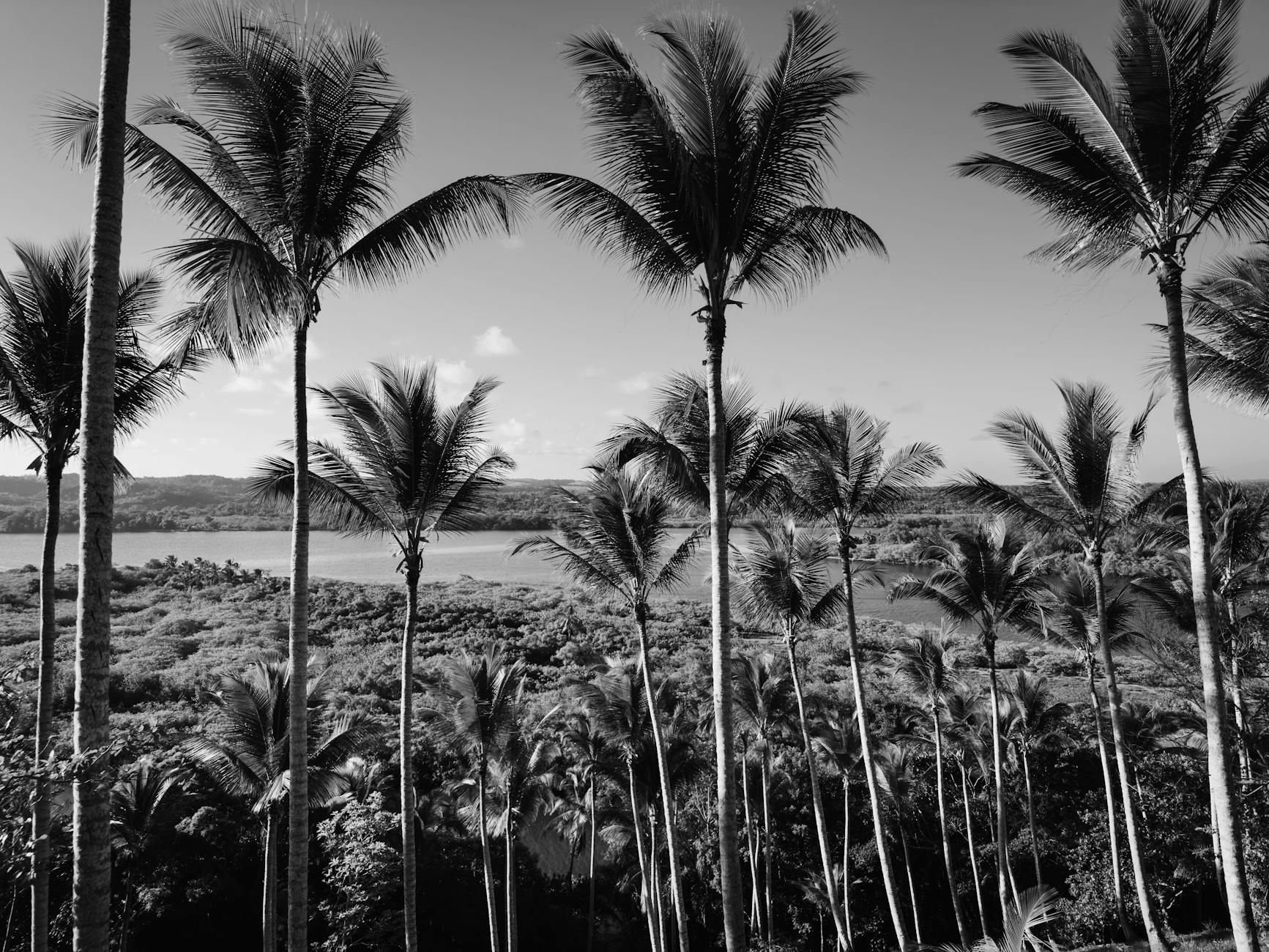 Tropical palm trees overlooking a scenic coastal landscape in Bahia, Brazil. Black and white capture.